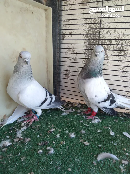 بسم الله ما شاءالله حبات نخب طواير وفحول ومخليف