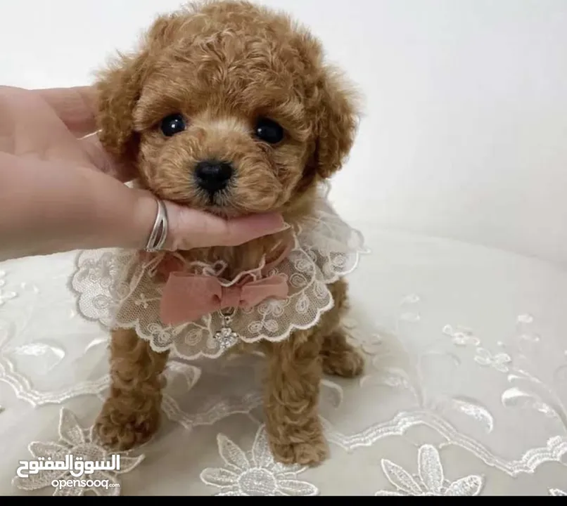 poodle puppies