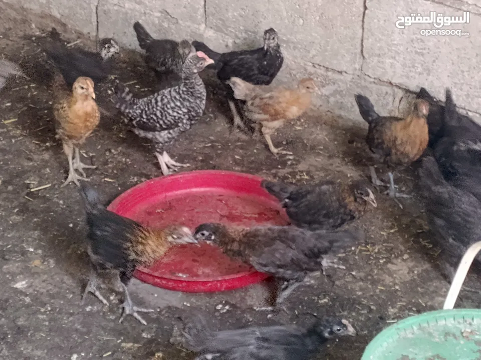 فرخات جاج بلدي سوبر