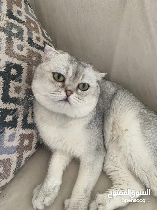ذكر سكوتش فولد ابيض للتزاوج grey shaded