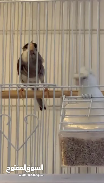 Singing Crested canry pair