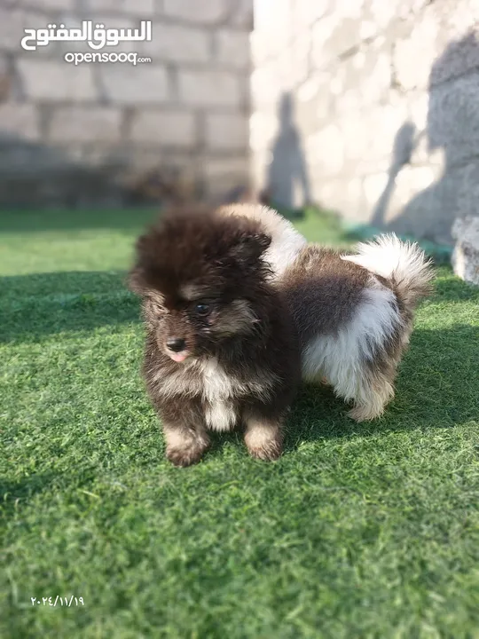 فرنش بولدوج و بومرينين  French Bulldog and  Pomeranian