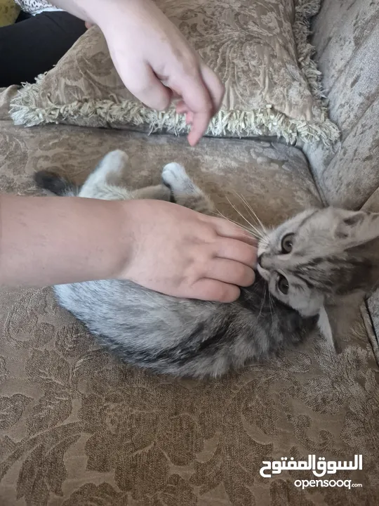 قط سكوتس عمر 3 اشهر للبيع