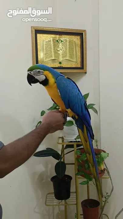 fully tamed Bolivian macaw