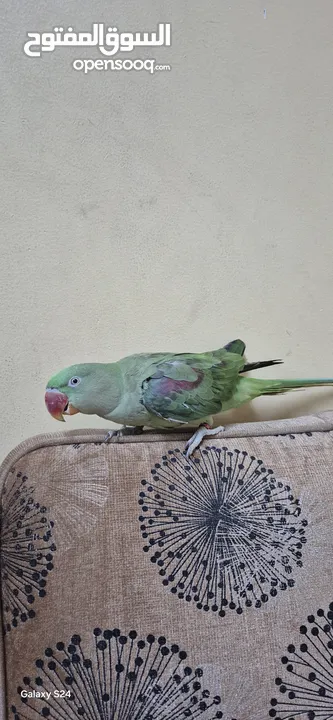 متوة نثية نيبالية أليفة ومتكلمة