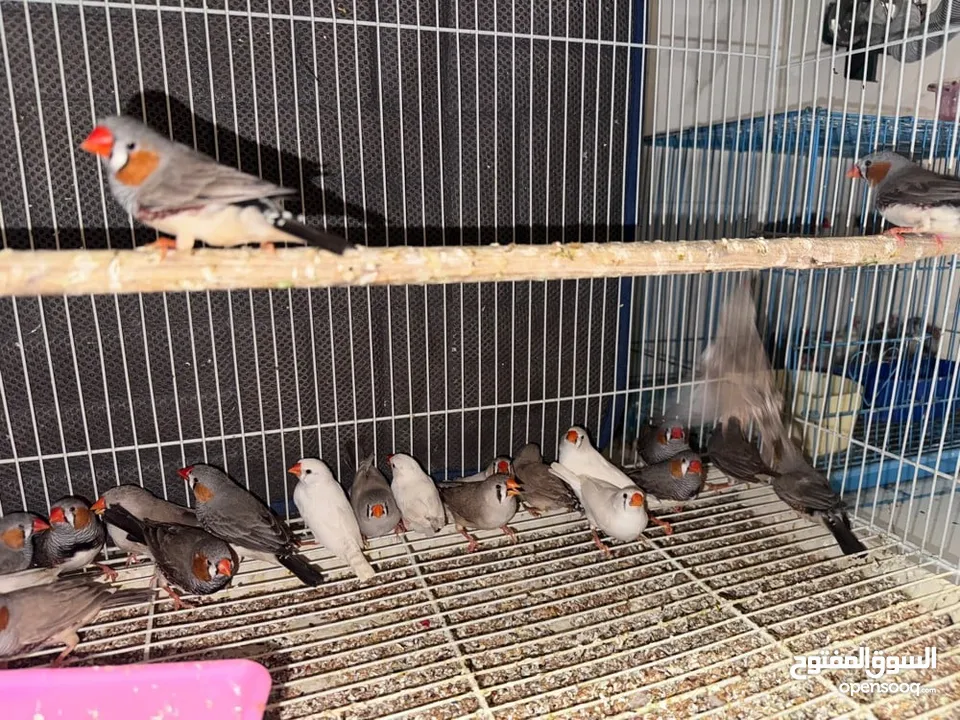 Zebra Finches (Semi Jumbo breed)