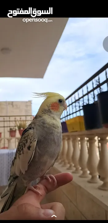 جوز كوكتيل ذكر وانثى اليفات جدا والذكر صوته بجنن وشو ما بتسمعه بتعلم الصوت او الاغنيه.