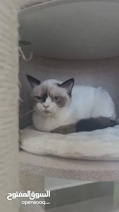 قطط كبيرة للتبني انواع مكس