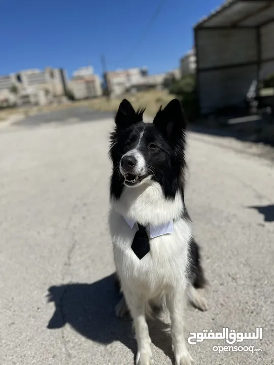 Border collie لاول مرة في الاردن