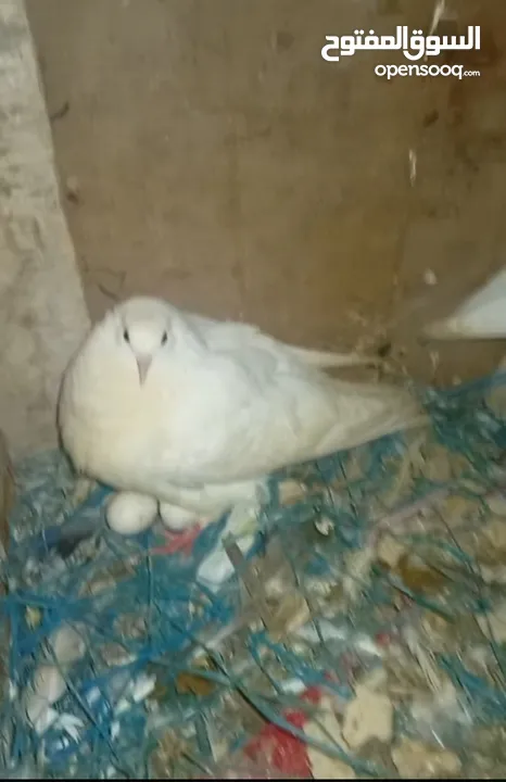 جوز بواز ابيض بطاردن علا بيض جوز نوري اسود قاعد علا بيض جوز ذبابنه بطارد علا بيض جوز وقواق قاعد علا