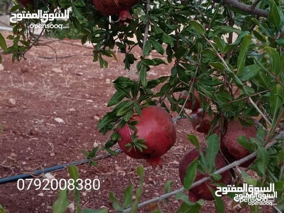 مزرعة لقطة مميزة مع بيت طابقين مطلة ومرتفعة
