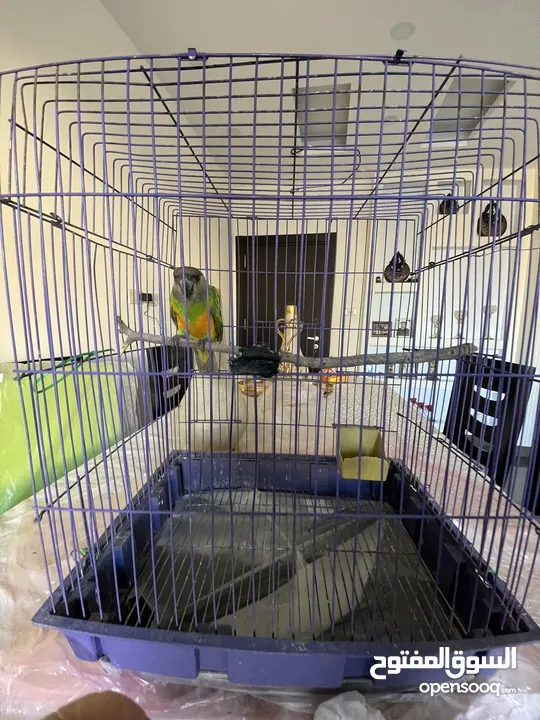 Senegal parrot for sale