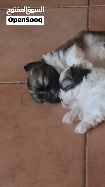 1 month old female puppies for sale