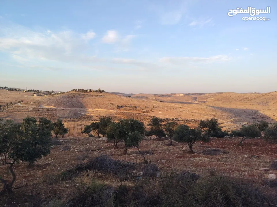 مزرعة لقطة مميزة مشجرة جرش دحل مساحة 3دونمات ونصف