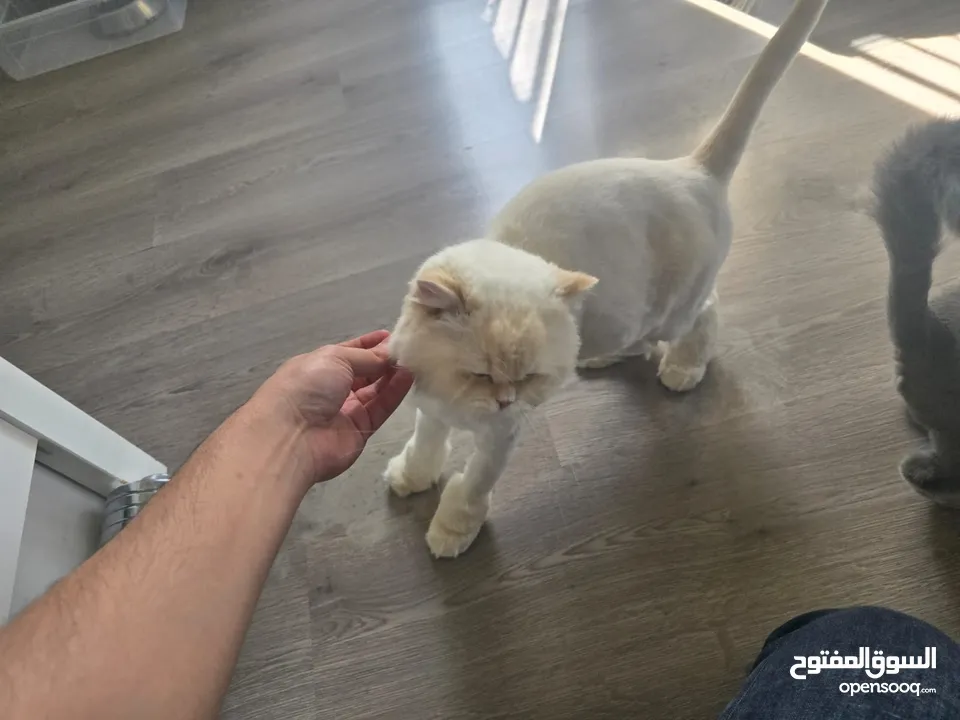 Cats for Adoption