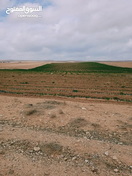 ارض  للزراعه لكل المحاصيل قريبه من آبار المياه