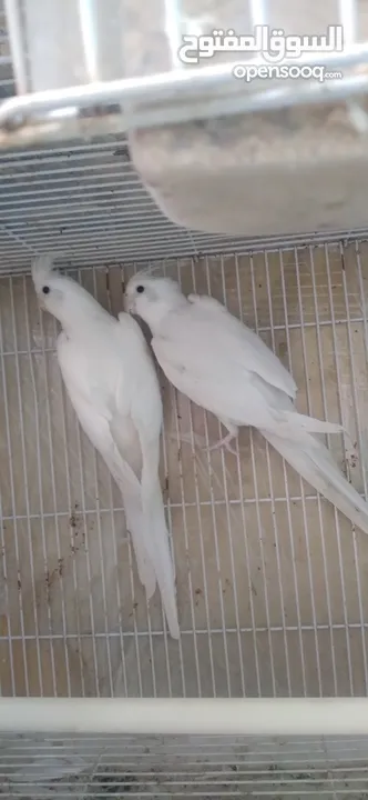 جوز كوكتيل البينو اهالي