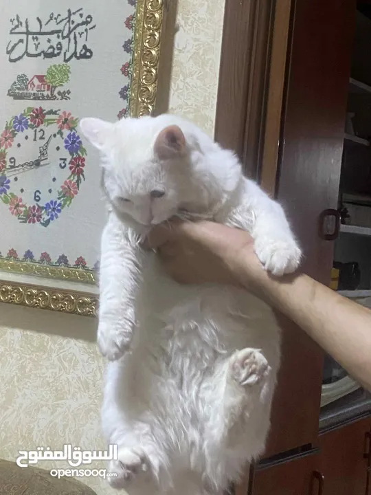 قطه مع بيت تفصيل