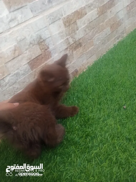 قطة يورك الأمريكية النادره