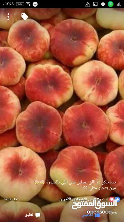 مزرعه مثمرهه فواكه مشكله مردود سنوي من 8 إلى 12 الف