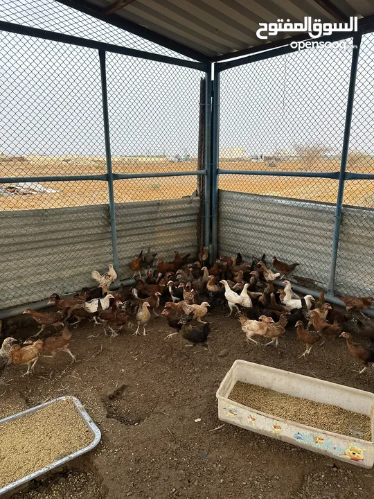 دجاج الدار للبيع