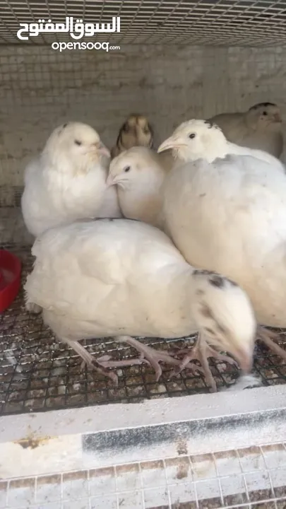 يوجد لدينا كميه ازا بدك تيجي تحملهم كلهم