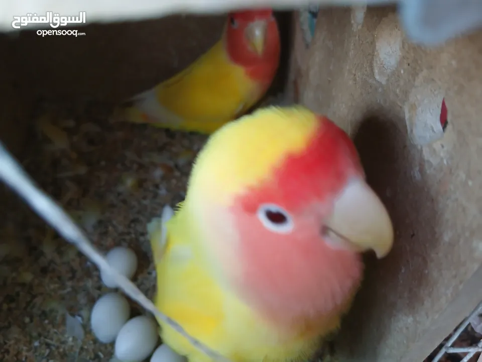 زوج ببغاء روز منتجين وتحتهم 7 بيضات بصحه ممتازه