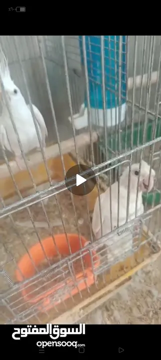 جوز كوكتيل البنيو مع فرخين عين حمرا