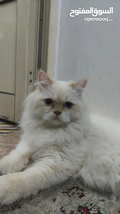 قط للتبني قط بريشن أبيض فرصة رائعة لتبني قط بريشن أبيض جميل ونظيف عمره أكثر من ستة شهور.