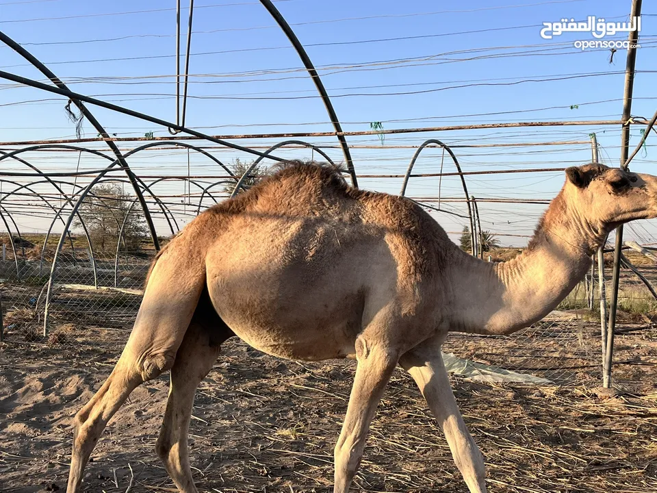 قعدان مطعومة للبيع مناسبة للذبح