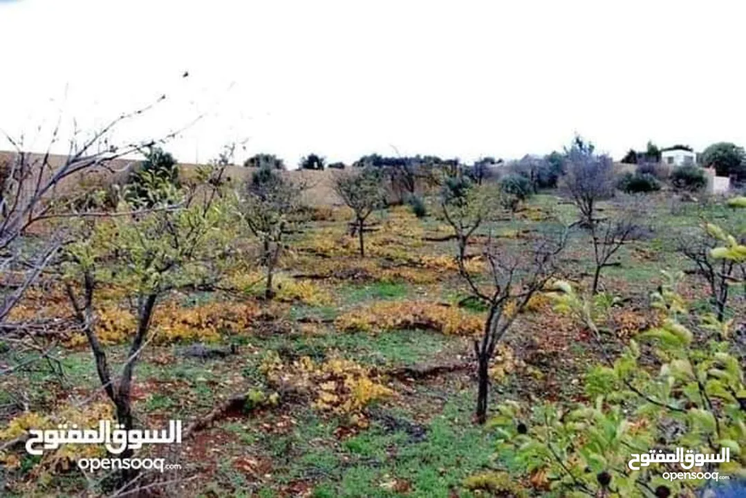 قطعة ارض للبيع في عجلون اشتفينا المنطقه السياحيه