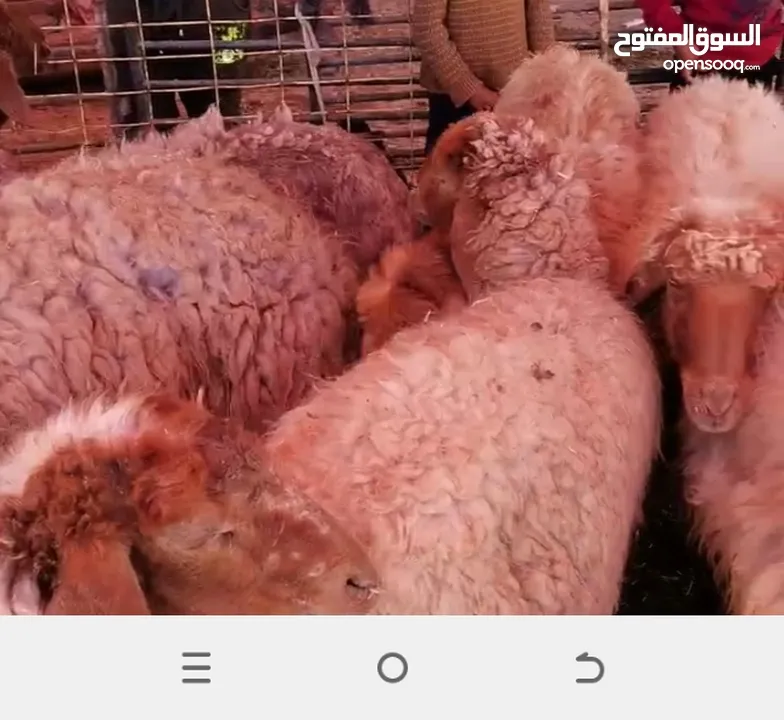 ابو ينال للذبح الاضاحي