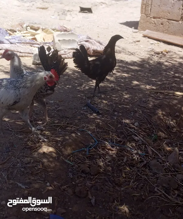 فرخات بلدي البيع