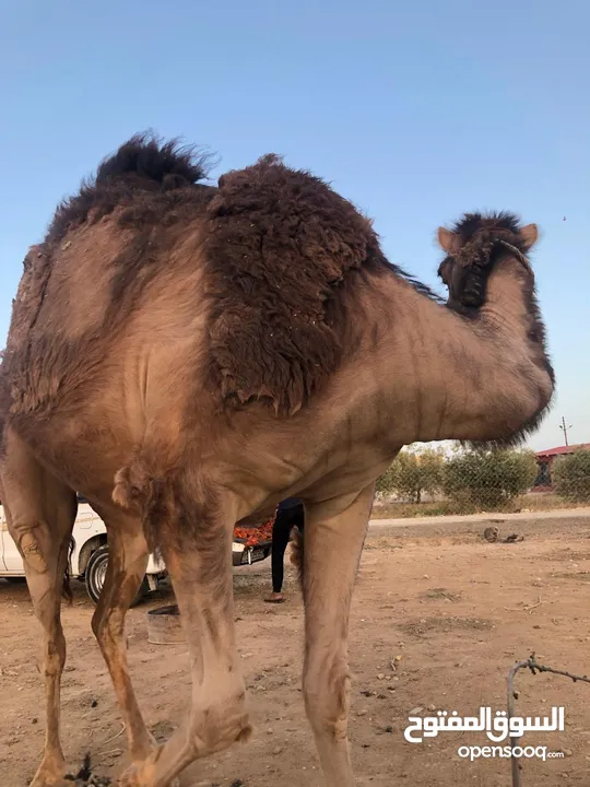 ناقه ثنيه طيبه قصا باللحم شغل ضحيه
