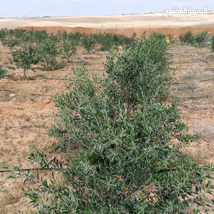 ارض للبيع  في الجميل أم رصاص    دنوم 8بسعر مغري