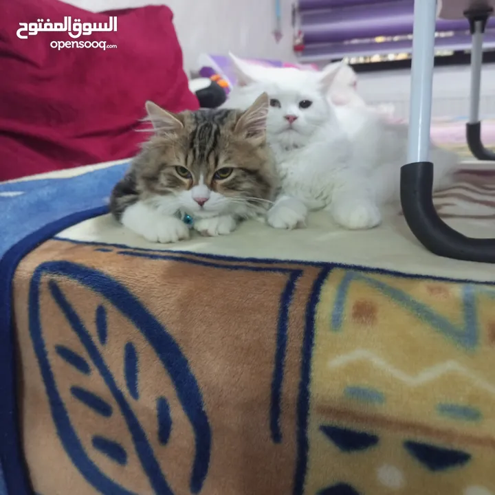 شيرازي Mix ذكر تبني غير معقم