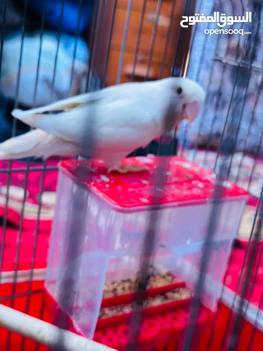 جوز روز البينو بيور ابيض صافي حاليا تحتو فرخ 3 بيضات