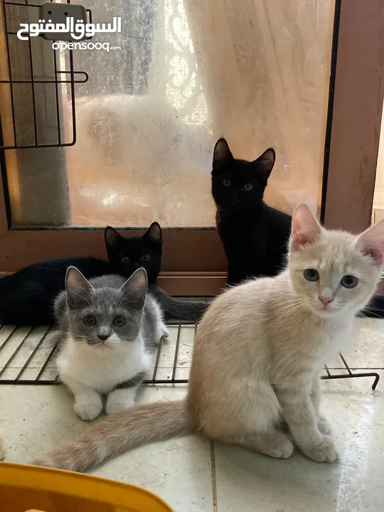 5 kittens mix breed