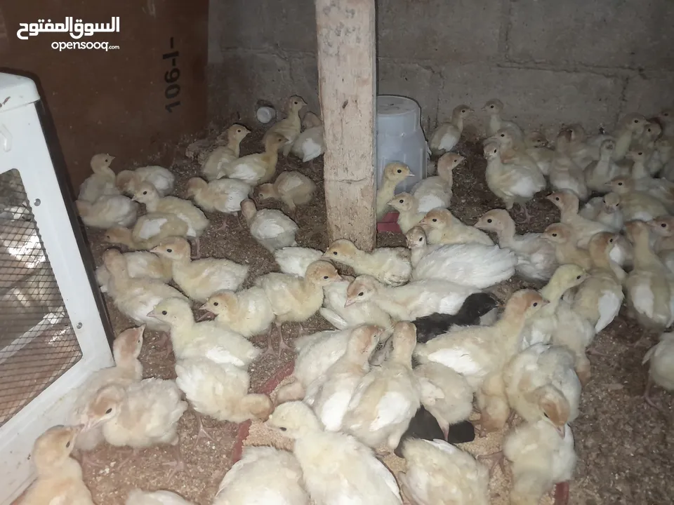 صيصان حبش للبيع