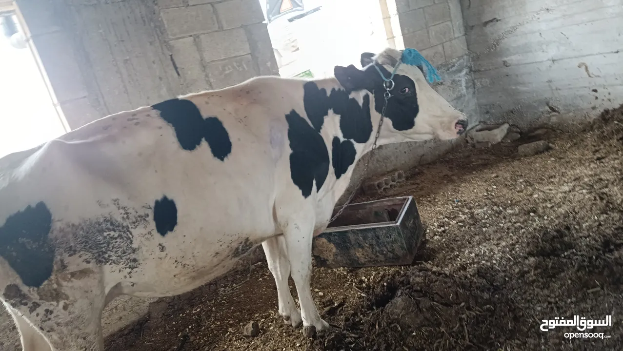 بقرة بطن ثالث للبيع