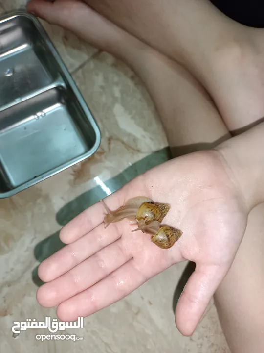 حلزون افريقي عملاق African snails