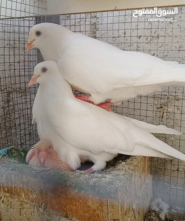حمام فرنسي اصلي السلاله اكبر حجم منتج  الجوز