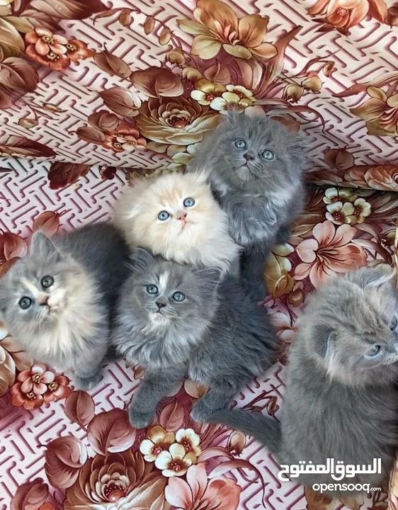 قطط نادره جميلة صغيره للبيع