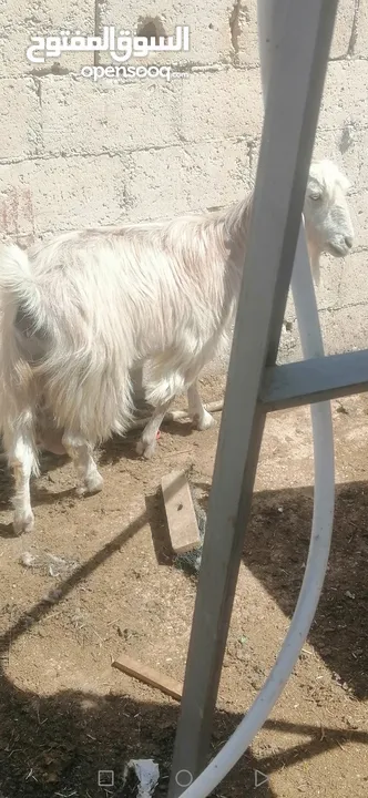 عنزين للبيع لحم وحليب