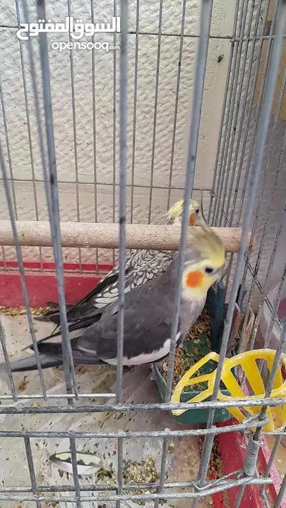 متوفر طيور كوكتيل صحة و نظافة