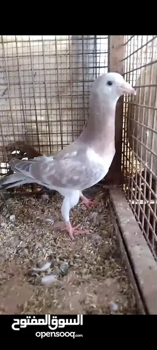 فراخ حمام بواقي للبيع