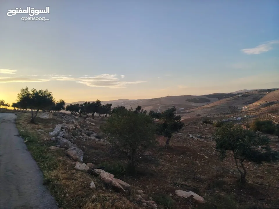 مزرعة لقطة مميزة مشجرة جرش دحل مساحة 3دونمات ونصف