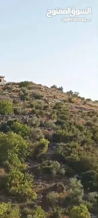 6دونمات ونصف للبيع في قريه صيدا