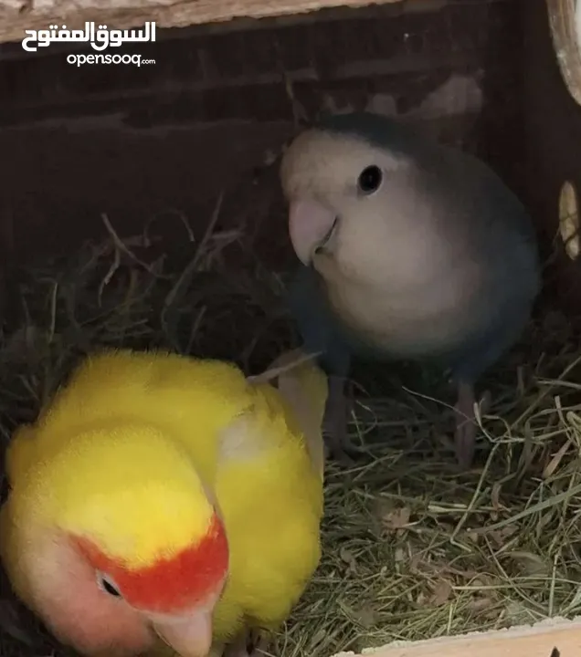زوج روز منتج