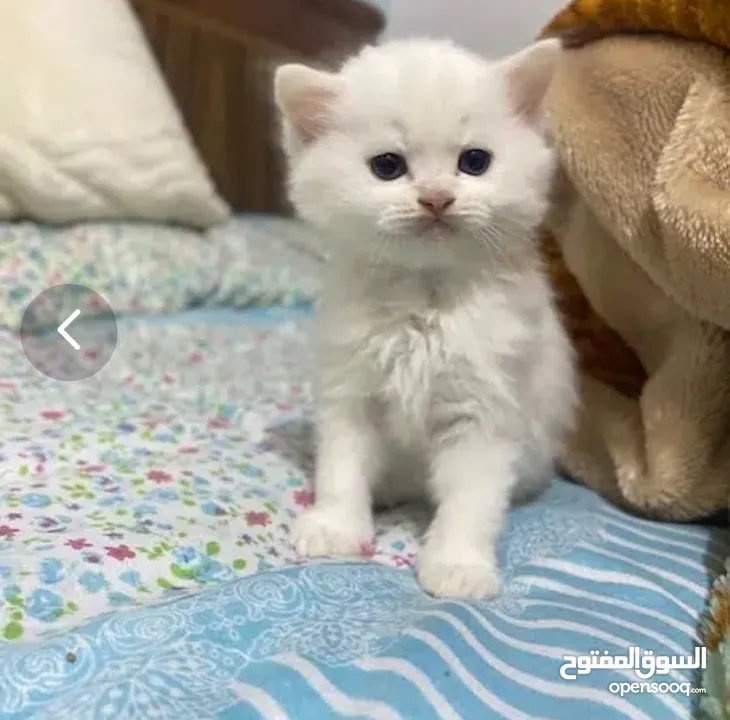 قــطــط لــلــبــيــع